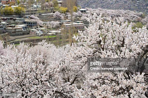 blossom in pakistan - hunza valley stock-fotos und bilder