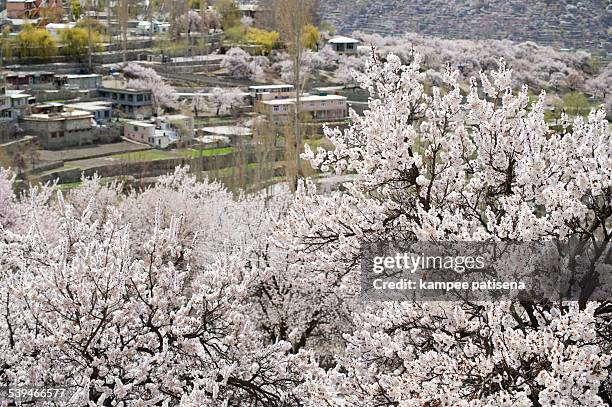 blossom in pakistan - karimabad hunza stock pictures, royalty-free photos & images