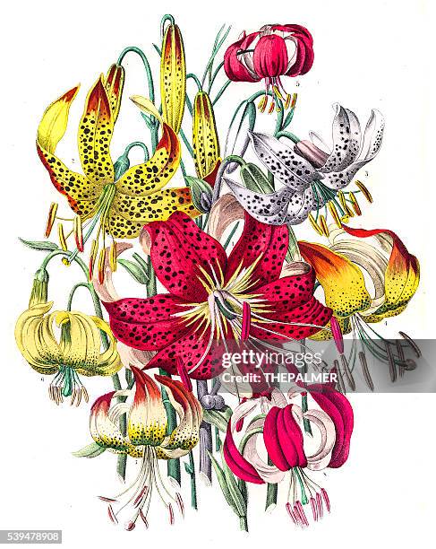 illustrazioni stock, clip art, cartoni animati e icone di tendenza di fiori di giglio incisione 1853 - tiger lily flower