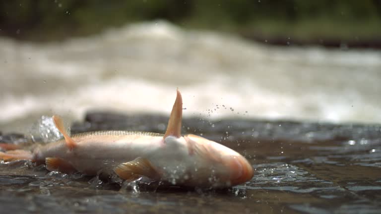 Flapping Fish Flapping Fish