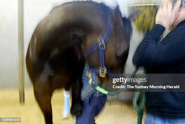 New Zealand horse Miss Potential gets a chiropractic check at Randwick after a bad flight on 1 October 2004. SMH SPORT Picture by STEVE CHRISTO.