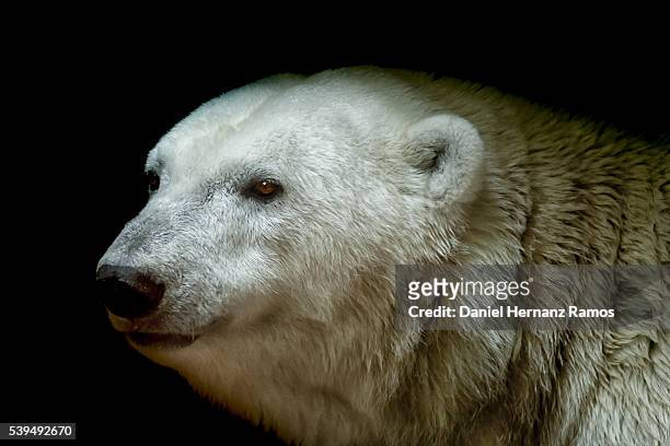 polar bear headshot. detailed view. ursus maritimus - endangered species stock pictures, royalty-free photos & images