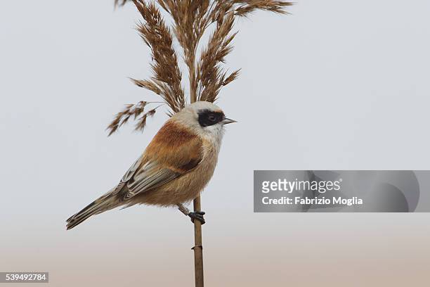 penduline tit - eurasian penduline tit stock pictures, royalty-free photos & images