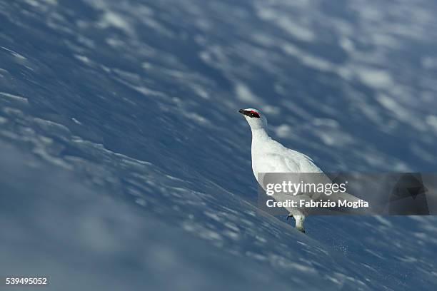 rock ptarmigan - ptarmigan stock pictures, royalty-free photos & images