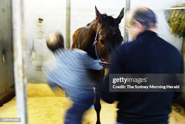 New Zealand horse Miss Potential gets a chiropractic check at Randwick after a bad flight on 1 October 2004. SMH SPORT Picture by STEVE CHRISTO.