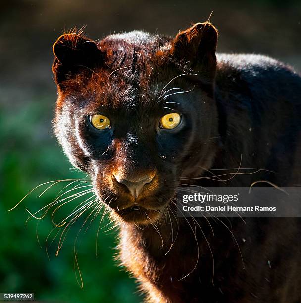 black panther face detail. black leopard. panthera pardus - black leopard stockfoto's en -beelden