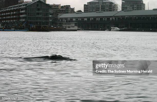 Mother and baby Southern Right Whale seen in Sydney Harbour around 10 am on 18 March 2004. SMH NEWS Picture by SANDRA JACKSON