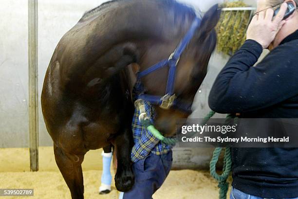 New Zealand horse Miss Potential gets a chiropractic check at Randwick after a bad flight on 1 October 2004. SMH SPORT Picture by STEVE CHRISTO.