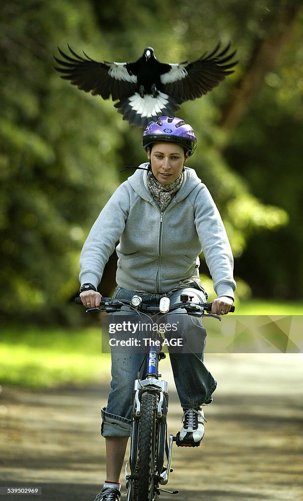 A cyclist is harassed by a swooping magpie at Kooyong Park Pavilion. Taken 31 Au