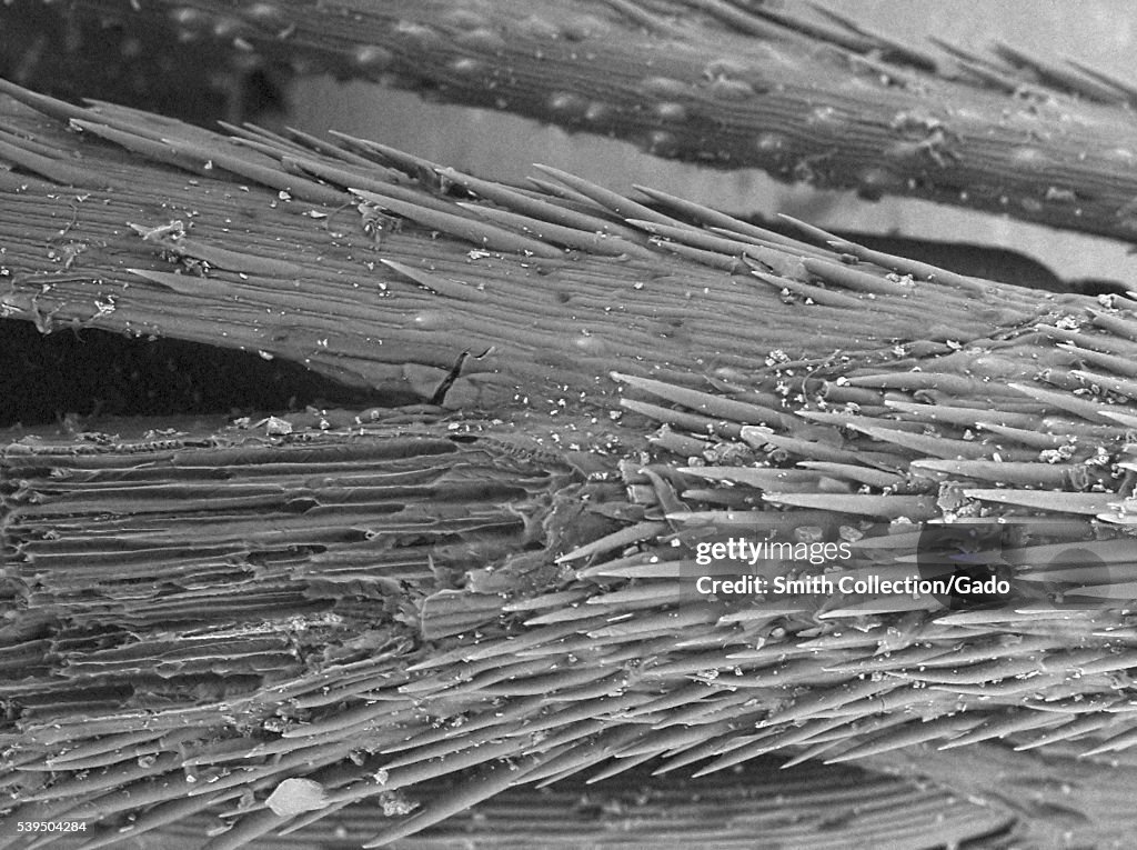 Foxtail Grass Sem