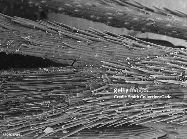 Scanning electron microscope micrograph showing foxtail grass , including micro-barbs which are responsible for the grass' ratcheting effect, at a...