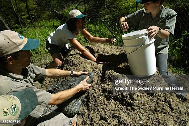 Corey Meade gets out of the way of an aggresive female American Alligator as she protects her nest from staff at the Australia Reptile Park on 7...