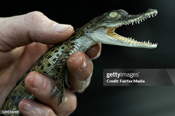 One of the infant Eastern fresh water crocodile found in the Kingsgrove home of missing man Bradley McDonald. Approx 200 snakes and other animals...