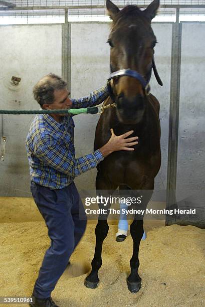 New Zealand horse Miss Potential gets a chiropractic check at Randwick after a bad flight on 1 October 2004. SMH SPORT Picture by STEVE CHRISTO.