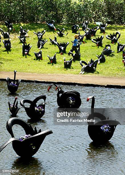 Black swans in Swan Lake at Canberra's Floriade festival on 14 October 2004 NCH NEWS Picture by PHIL HEARNE