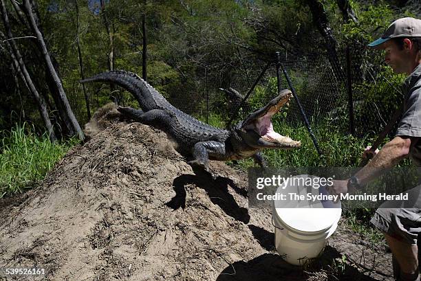 Corey Meade gets out of the way of an aggresive female American Alligator as she protects her nest from staff at the Australia Reptile Park, 7...