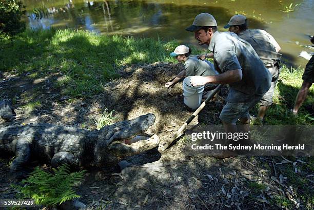 Liz Vella, centre crouched, collects alligator aggs from a nest while staff from Australia Reptile Park keep an eye on Curtis, an old male American...