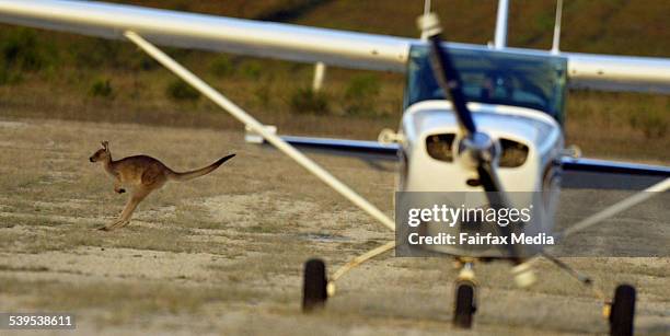 Kangaroos sit alongside the runway at the Mallacoota Airport. The animals have been causing problems for the pilots as they cross the runway. Taken...