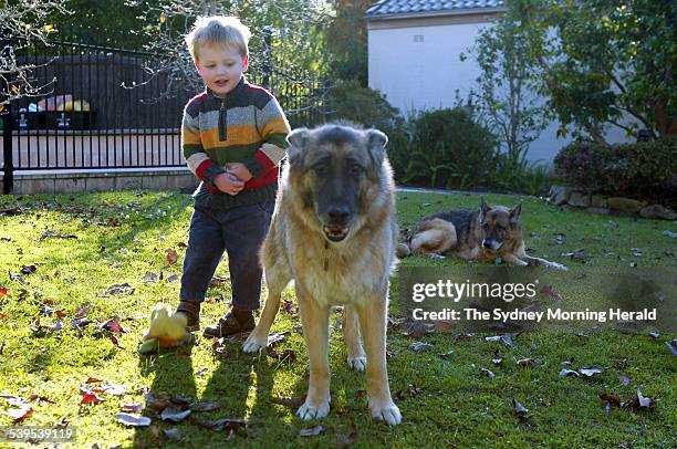 Two and a half year old Luke Cameron plays with Drum the German Shepherd in his St Ives yard, 27 May 2005. SMH Picture by JON REID