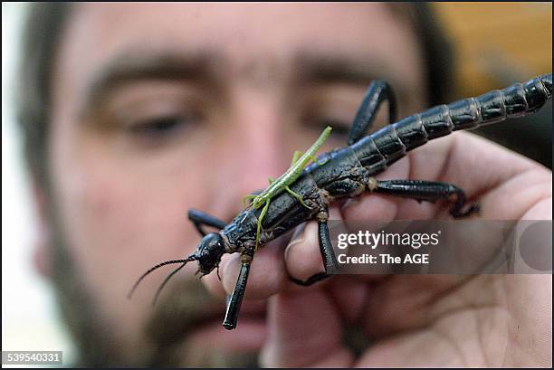 The world's rarest insect, the Lord Howe Island Stick insect has been succesfully bred at Melbourne Zoo, bringing it back from the edge of...