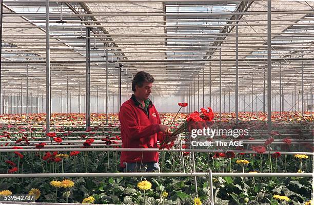 Bert Rijk, gerbera grower, at ' The Big Bouquet ' in Healesville. 15 August 2000 THE AGE MY CAREER Picture by MARIO BORG