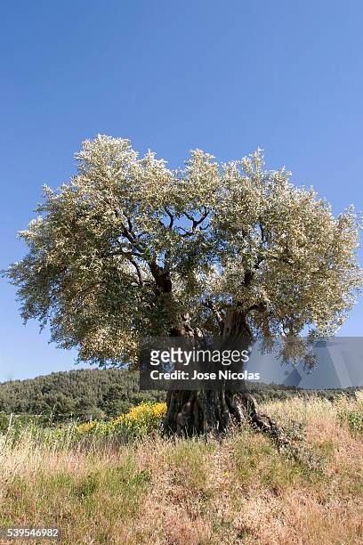 olive growing in southeastern france - olivo fotografías e imágenes de stock