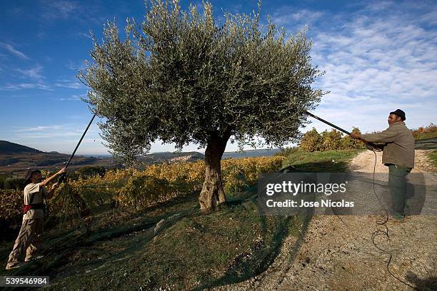 olive growing in southeastern france - bandol photos et images de collection