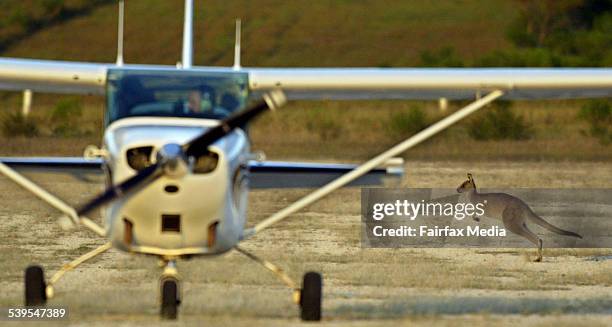 Kangaroos sit alongside the runway at the Mallacoota Airport. The animals have been causing problems for the pilots as they cross the runway. Taken...