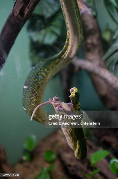 An emerald tree boa swallows ints meal at the reptile house in the Bronx Zoo.