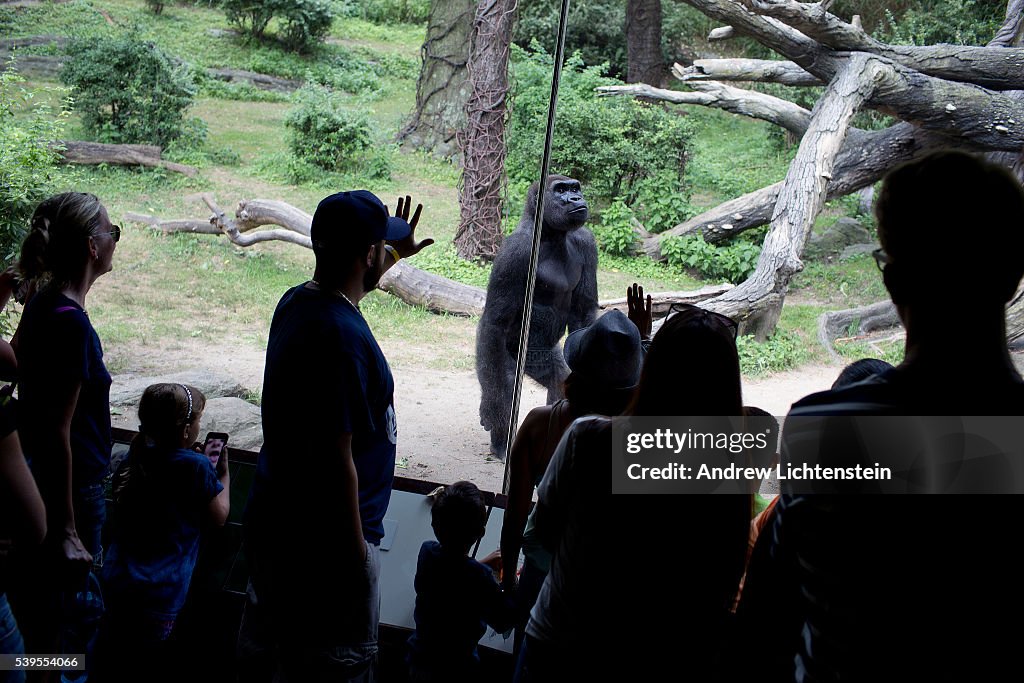 Gorillas at the zoo