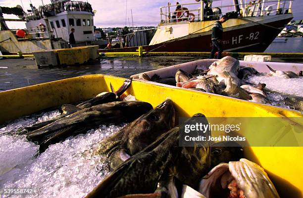 Catch of fish in the harbor of Husavik. Husavík is a small town in the north of Iceland on the shores of Skjalfandi bay. Inhabitants derive their...