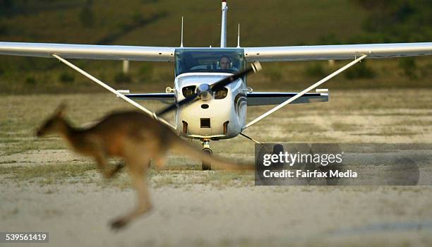 Kangaroos sit alongside the runway at the Mallacoota Airport. The animals have been causing problems for the pilots as they cross the runway. Taken...