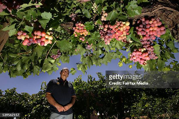 Robinvale grape grower Tony Natale, who has had his property raided by immigration officials looking for illegal fruit pickers, in his vineyard. 17th...