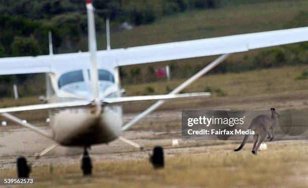 Kangaroos sit alongside the runway at the Mallacoota Airport. The animals have been causing problems for the pilots as they cross the runway. Taken...