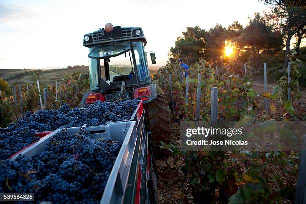 grape-harvest in south of france - bandol photos et images de collection