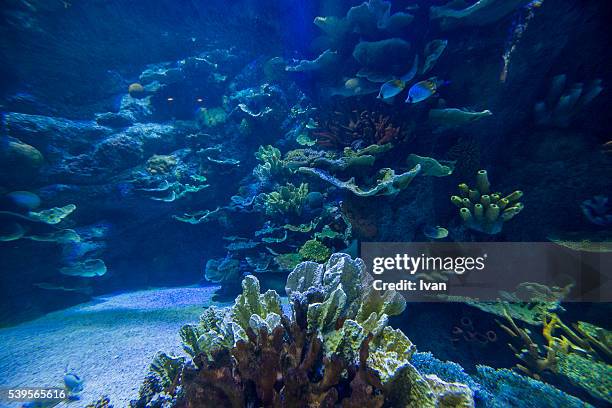 multicolored underwater life with coral and tropical fish - fiji flower stock pictures, royalty-free photos & images