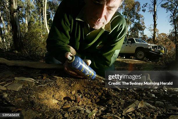 National Parks Ranger Rob Hunt spraying a fox trap with an egg scented spray that attracts foxes, then when it is bitten it will emit a toxic mixture...