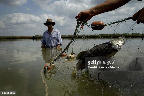 Farm fresh barramundi is pulled from a pond at Humpty Doo south West of Darwin. Taken 1st October 2004 AGE BUSINESS Picture by GLENN CAMPBELL