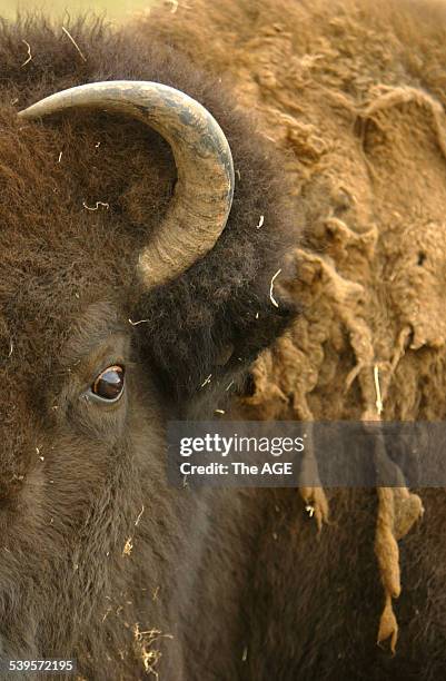 North American Bison at the Werribee Open Plain Zoo with a malting coat of hair on 7th June, 2005. THE AGE NEWS Picture by PAUL HARRIS.