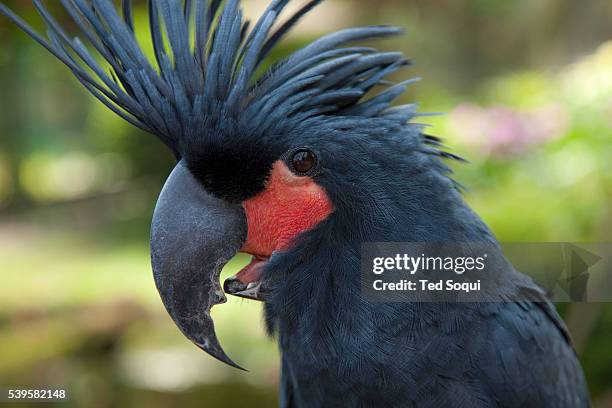 indonesia - cockatoo stock pictures, royalty-free photos & images