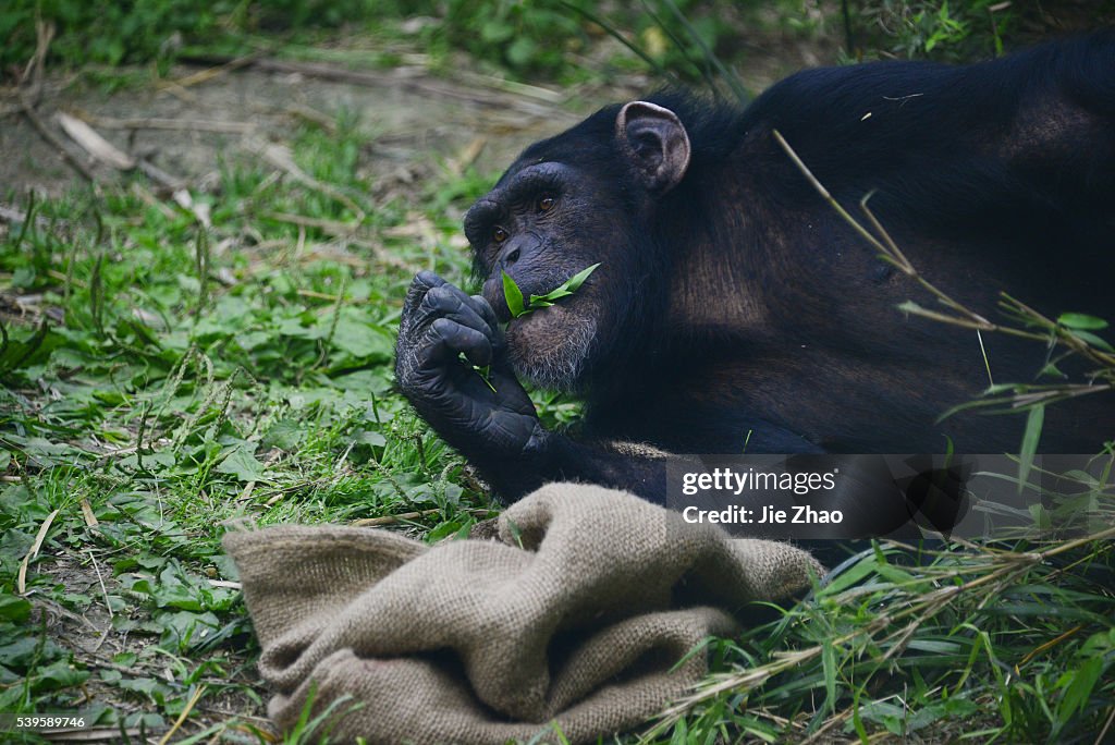 The chimpanzee playing at the Zoo