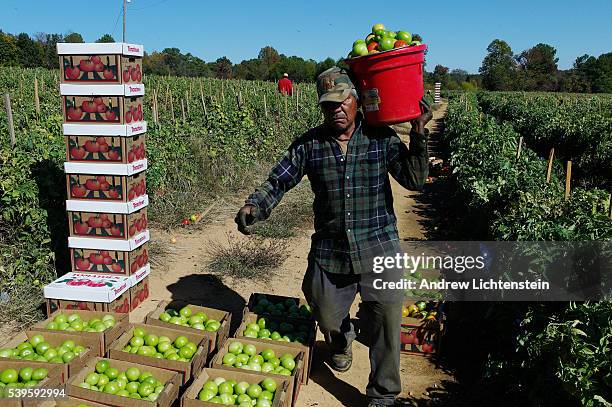 Instead of the usual 20-30 Mexican migrant farm workers, only four harvested a small percantage of the crops this year. On the Jenkins farm on...