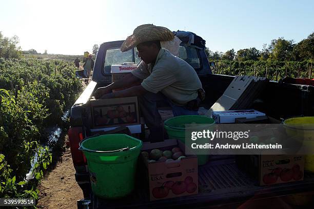 Skeleton crew of Mexican field workers harvest a small percentage of the tomato crop. The rest rots in the fields, unpicked. On the Jenkins farm on...