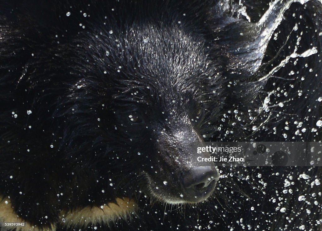 Asian black bear playing in a pond in China