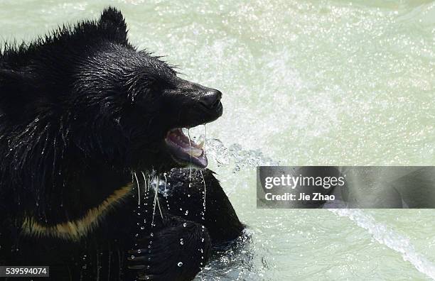 Asian black bear plays in a pond at a zoo in Chengdu, Sichuan province, southwest China 29th April, 2015.