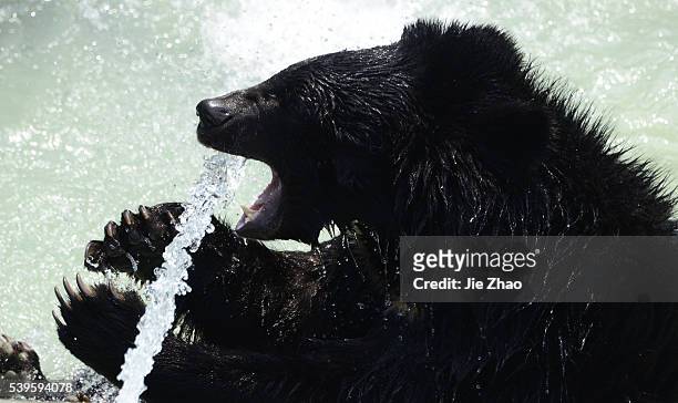 Asian black bear plays in a pond at a zoo in Chengdu, Sichuan province, southwest China 29th April, 2015.