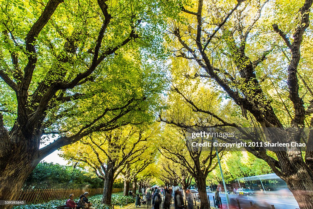 Ginkgo Walkway of Meijijingu Gaien