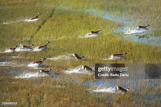 herd of water antelope kobus leche - botswana - fotografias e filmes do acervo