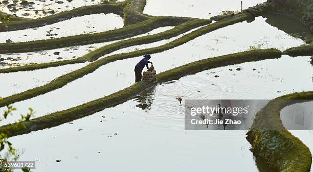 Woman farmes ducks in irrigated fields in Yuanyang, Yunnan province, South China on 15th March 2015.Premier Li Keqiang of China said on Sunday in...