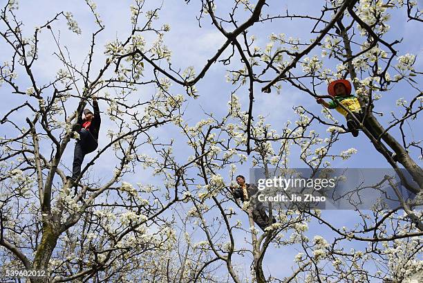 Farmers hand pollinate pear trees in Hanyuan, Sichuan province, south west China on 13th March 2015.